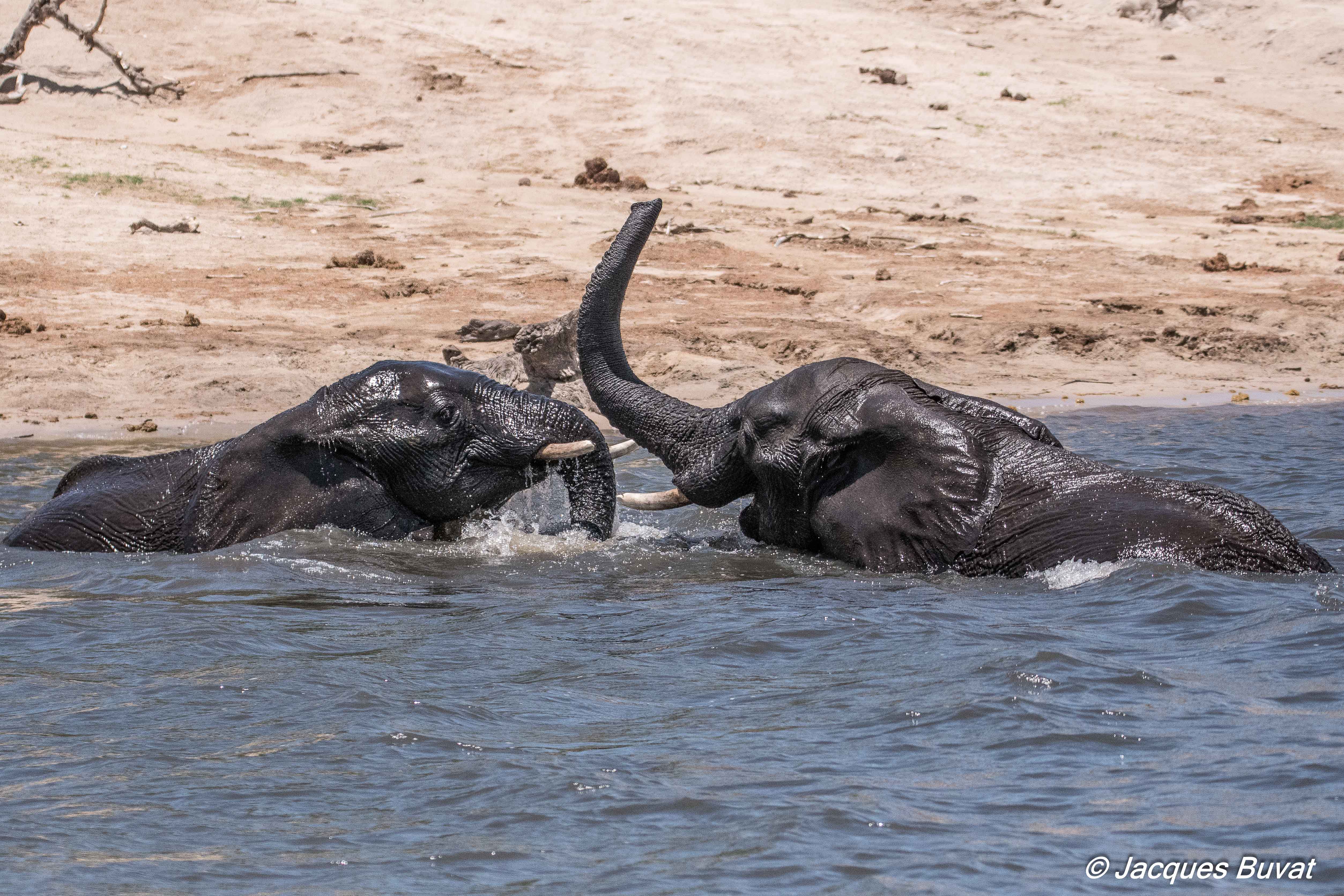 Eléphants de savane Africains (African bush elephants, Loxondota africana), jeunes mâles s'entrainant au combat, Chobe National Park, Botswana.